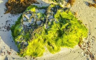 Stones rocks corals turquoise green blue water on beach Mexico. photo