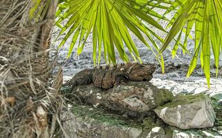 Iguana on rock Tulum ruins Mayan site temple pyramids Mexico. photo