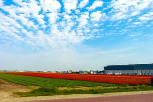 Passing the colorful red yellow green tulip fields Holland Netherlands. photo