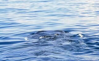 enorme tiburón ballena nada en la superficie del agua cancún méxico. foto