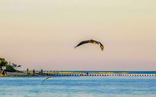 Playa del Carmen Quintana Roo Mexico 2023 Beautiful pelican bird pelicans birds flying over the sea Mexico. photo