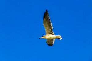 Flying seagulls birds with blue sky background clouds in Mexico. photo