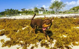 Brown cute funny dog play playful on the beach Mexico. photo