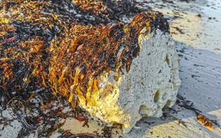 piedras rocas corales con pastos marinos en el agua en la playa de méxico. foto