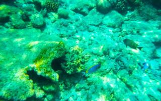 Snorkeling underwater views fish Corals turquoise water Rasdhoo island Maldives. photo