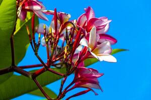 Plumeria tree bush with pink and yellow flowers in Mexico. photo