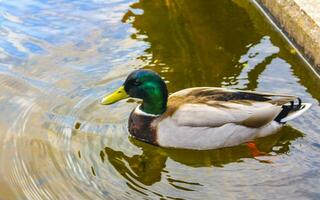 masculino Pato con verde cabeza nadando en lago estanque Países Bajos. foto