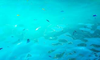 Snorkeling underwater views fish Corals turquoise water Rasdhoo island Maldives. photo