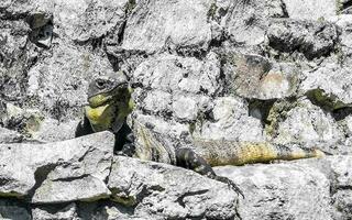 Iguana on rock Tulum ruins Mayan site temple pyramids Mexico. photo