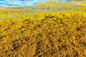 Beautiful Caribbean beach totally filthy dirty nasty seaweed problem Mexico. photo