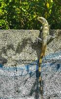 mexicano iguana mentiras en pared en tropical naturaleza México. foto