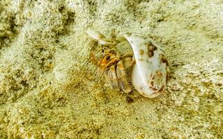 Hermit crab crabs crawling on beach sand Rasdhoo island Maldives. photo