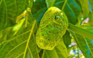 fruta de noni morinda citrifolia con flores populares entre las hormigas de méxico. foto