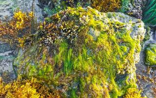 Stones rocks corals turquoise green blue water on beach Mexico. photo