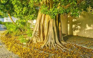 Huge beautiful Ficus maxima Fig tree Playa del Carmen Mexico. photo