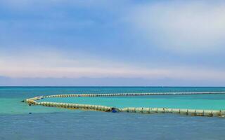 algas marinas sargazo red caribe playa agua playa del carmen México. foto