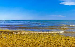 Beautiful Caribbean beach totally filthy dirty nasty seaweed problem Mexico. photo