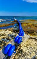 Seaweed Sargazo net caribbean beach water Playa del Carmen Mexico. photo