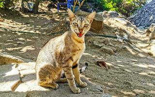 Cute stray cat living outside in free nature. photo