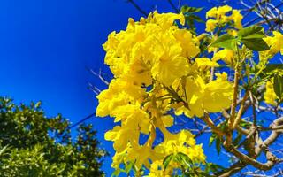 Beautiful tropical tree with yellow flowers blue sky in Mexico. photo