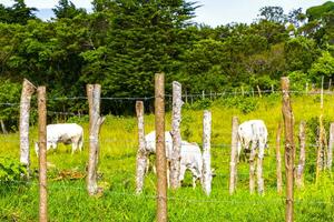 Cows grazing on pasture in the mountains forests Costa Rica. photo