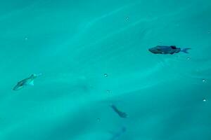 bucear submarino puntos de vista pescado corales turquesa agua rasdhoo isla Maldivas. foto