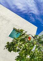 Modern buildings and architecture hotels apartments Playa del Carmen Mexico. photo