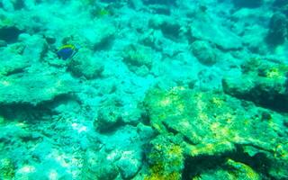 Snorkeling underwater views fish Corals turquoise water Rasdhoo island Maldives. photo