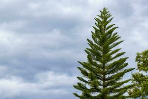 High trees firs nature plants mountains and forests Costa Rica. photo