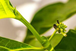 Noni fruit Morinda citrifolia with flowers popular with ants Mexico. photo