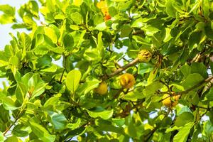 Kou Cordia subcordata flowering tree with orange flowers in Mexico. photo