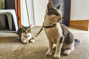 Cute cat cats tethered with collar in Mexico. photo