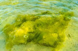 Stones rocks corals turquoise green blue water on beach Mexico. photo