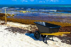 Wheelbarrow and disgusting seaweed sargazo beach Playa del Carmen Mexico. photo