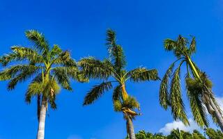 Tropical natural palm tree palms blue sky in Mexico. photo