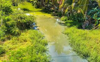 Green beautiful tropical river Freshwater Lagoon in Puerto Escondido Mexico. photo