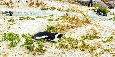 South african penguins colony of spectacled penguins penguin Cape Town. photo