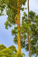 Eucalyptus tree trees colorful bark mountains and forests Costa Rica. photo