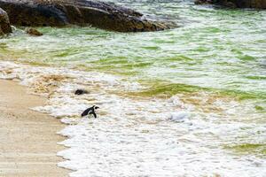 sur africano pingüinos colonia de con gafas pingüinos pingüino capa ciudad. foto