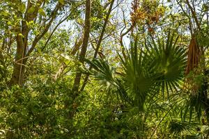 Tropical forest jungle nature Caribbean exotic palm trees plants Mexico. photo