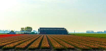 Passing the colorful red yellow green tulip fields Holland Netherlands. photo