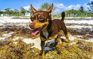 marrón lindo divertido perro jugar juguetón en la playa méxico. foto