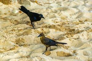 gran cola grackle pájaro aves caminando en playa arena México. foto
