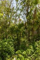 tropical bosque selva naturaleza caribe exótico palma arboles plantas México. foto