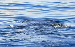 Huge whale shark swims on the water surface Cancun Mexico. photo