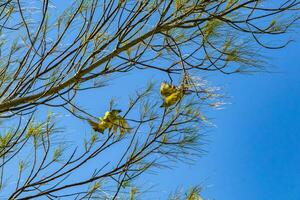 Great kiskadee flying and playing at tropical Caribbean tree nature. photo