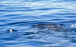 Huge whale shark swims on the water surface Cancun Mexico. photo