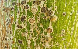 verde hermosa capoc árbol ceiba árbol con Picos textura México. foto