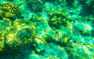 Snorkeling underwater views fish Corals turquoise water Rasdhoo island Maldives. photo