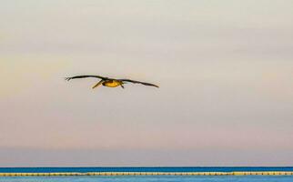 hermoso pájaro pelícano pájaros pelícanos volando sobre el mar méxico. foto